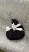 Profile picture of Lakshmi